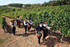 Harvest on Oplenac (photo: Dragan Bosnić)